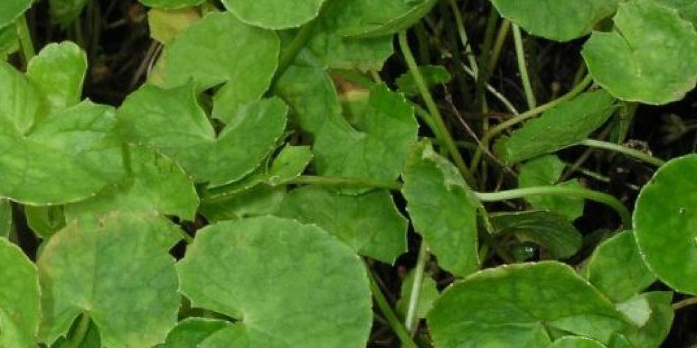 Gotu kola