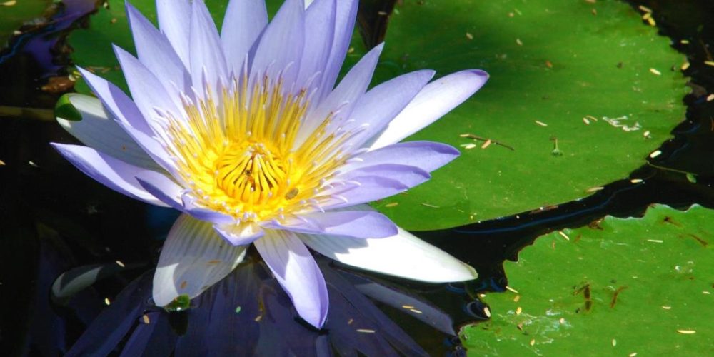 The Sri Lankan National Flower, Nil Manel, also known as the blue water lily or Nymphaea nouchali, is a striking aquatic plant native to the island. Its vibrant blue petals and delicate shape make it a symbol of purity, tranquility, and natural beauty.